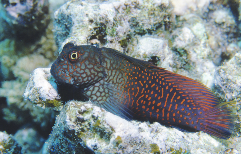 Red-Streaked Blenny