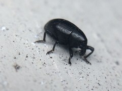 Tyloderma baridium