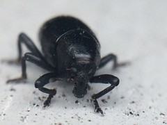 Tyloderma baridium
