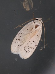 Durrantia piperatella