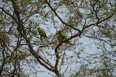 Myiopsitta monachus