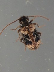 Ptinus texanus