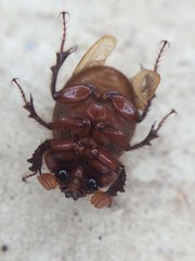 Eucanthus lazarus