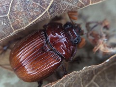 Eucanthus lazarus