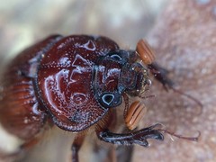 Eucanthus lazarus