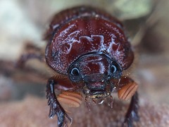 Eucanthus lazarus