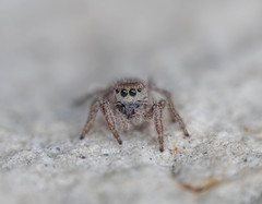 Habronattus
