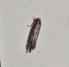 Doleromorpha porphyria