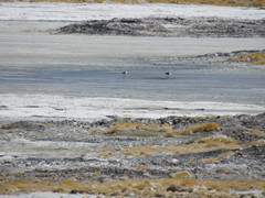 Recurvirostra andina