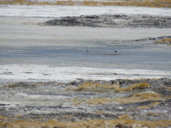 Recurvirostra andina