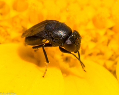 Discomyza