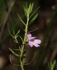 Westringia crassifolia