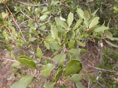 Quercus × acutidens
