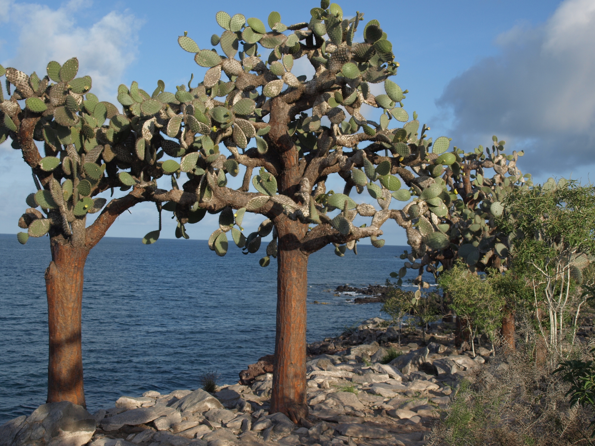 Galápagos Pricklypear (Opuntia galapageia) · iNaturalist