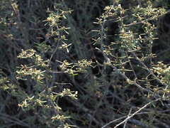 Euphorbia viminea