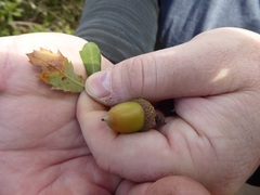 Quercus × acutidens