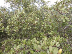 Quercus × acutidens