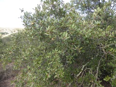 Quercus × acutidens