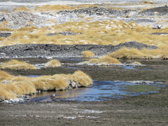Charadrius alticola