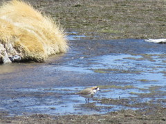 Charadrius alticola