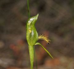 Pterostylis tasmanica