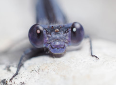 Argia immunda