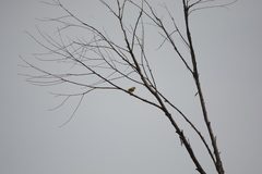Sicalis flaveola