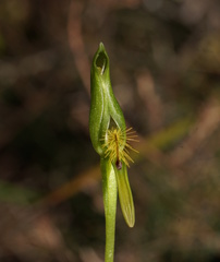 Pterostylis tasmanica