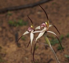 Caladenia colorata