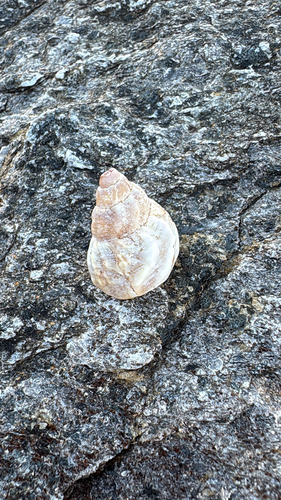 Buccinum undatum