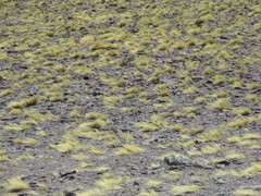 Muscisaxicola frontalis