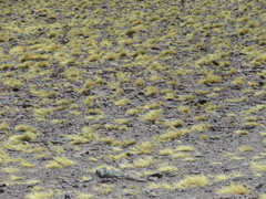 Muscisaxicola frontalis