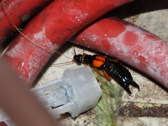 Carcinophora americana