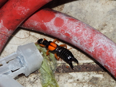 Carcinophora americana