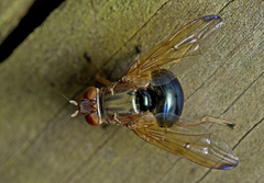 Lamprogaster flavipennis