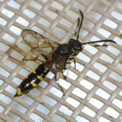Sapyga martinii