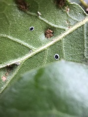 Tetraleurodes perileuca