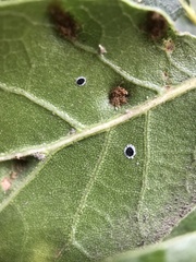 Tetraleurodes perileuca