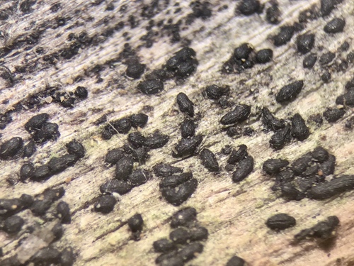 Representative image of Hysterobrevium smilacis