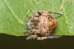 Araneus acuminatus
