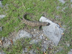 Heloderma horridum