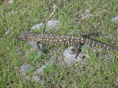 Heloderma horridum