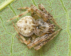 Araneus acuminatus