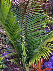 Pritchardia
