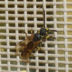 Sapyga martinii