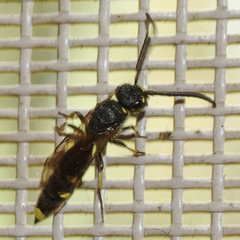 Sapyga martinii