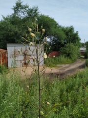 Lactuca raddeana