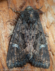 Helotropha reniformis