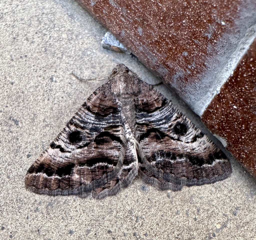 Selidosema ambustaria