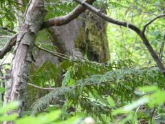 Empidonax difficilis